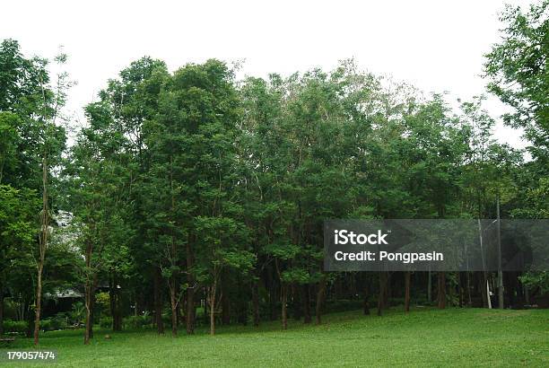 Tree Stockfoto und mehr Bilder von Asien - Asien, Baum, Blatt - Pflanzenbestandteile