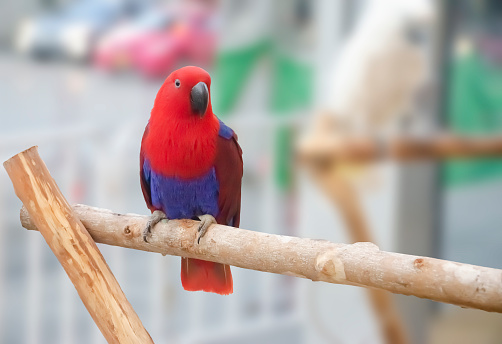 red parrot portrait isolated and perched on wood. Psittacidae