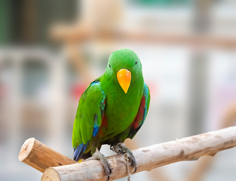 Green parrot portrait isolated and perched on wood. Psittacidae