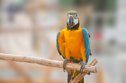 yellow macaw parrot portrait isolated and perched on wood. Psittacidae