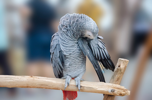 African Grey parrot portrait isolated and perched on wood. Psittacus erithacus