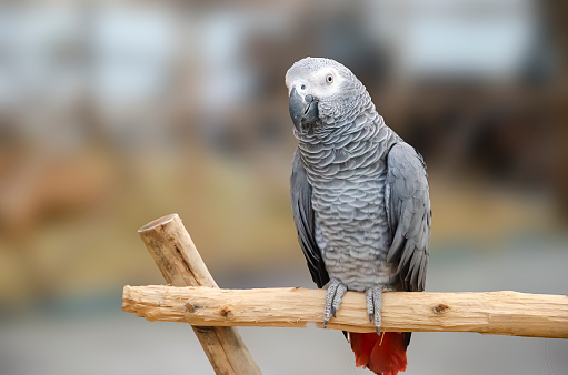 African Grey parrot portrait isolated and perched on wood. Psittacus erithacus