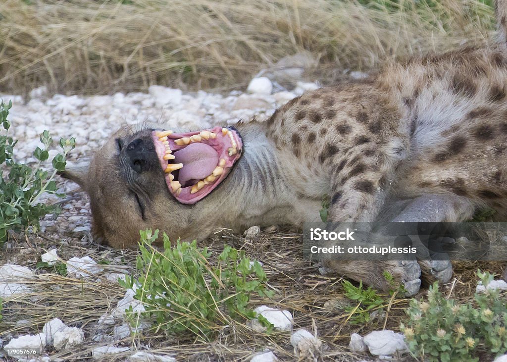 Hyena laughing A spotted hyena laughing while lying on it's back Hyena Stock Photo