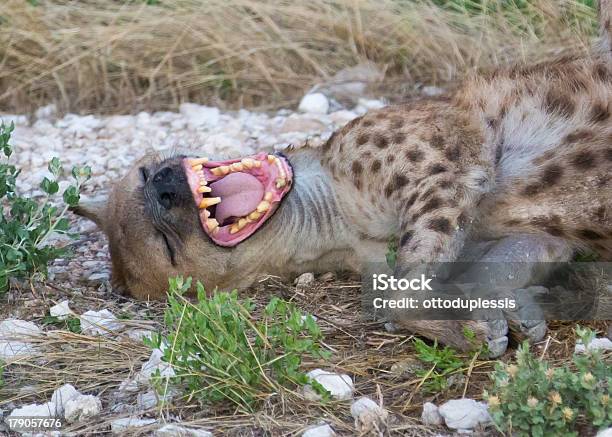 Hyena Laughing Stock Photo - Download Image Now - Hyena, Laughing, Humor