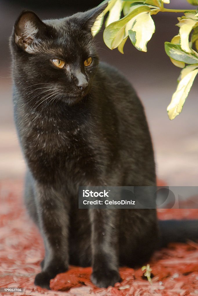 Gato preto - Royalty-free Adulto Foto de stock