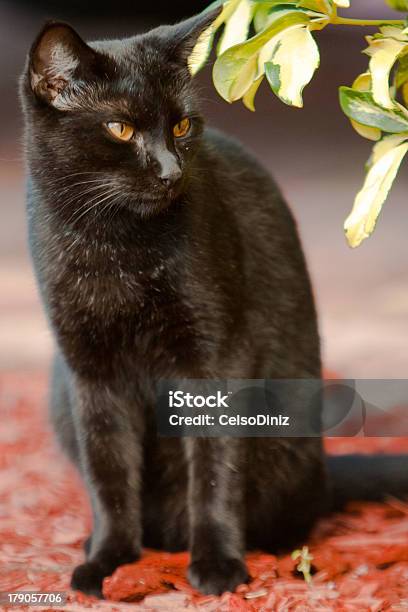 Gato Preto - Fotografias de stock e mais imagens de Adulto - Adulto, Amarelo, Animal