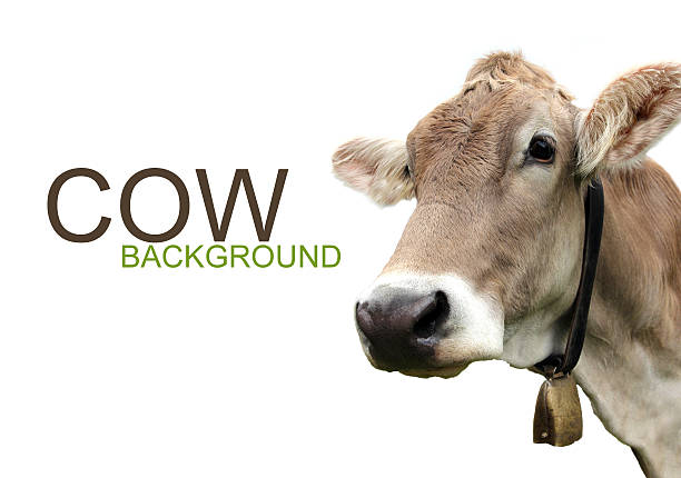 Cow on white background with grass