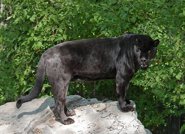 leopardo-negro - leopard prowling black leopard undomesticated cat imagens e fotografias de stock