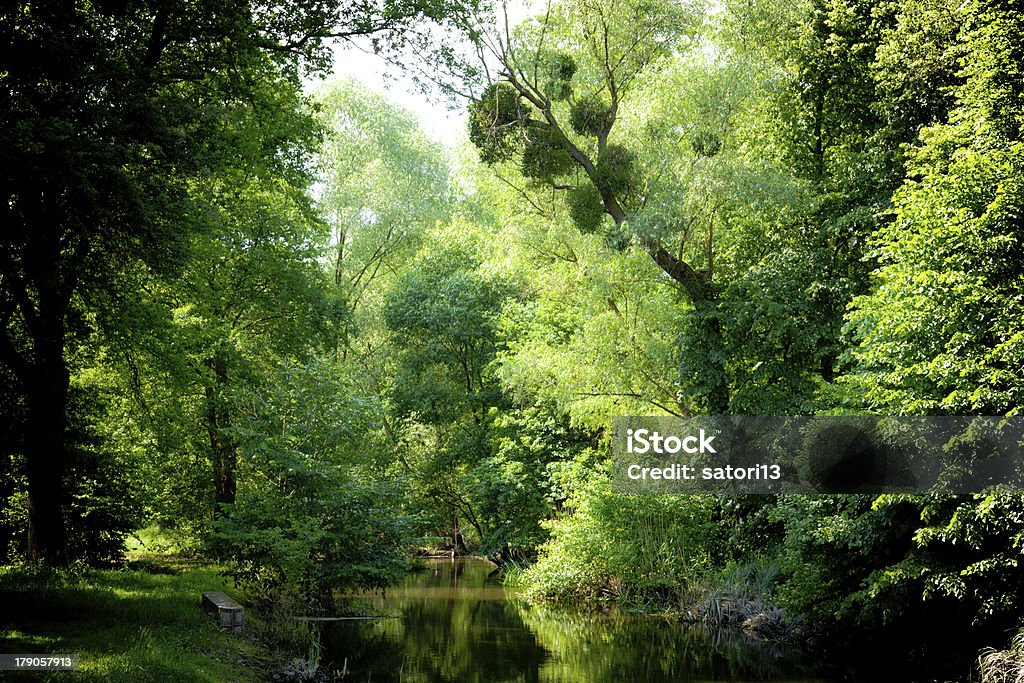 wetland - Lizenzfrei Nacht Stock-Foto