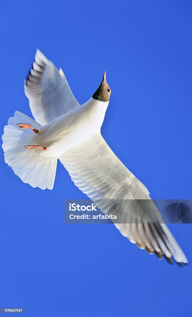 Seagull Rich blue Cloudless sky Vertical color portrait of a lone seagull in mid flight against a rich blue cloudless sky. Generic shot taken at Bet Dwarka in Gujarat India and the bird appearing to be flying vertically upwards. Animal Wildlife Stock Photo