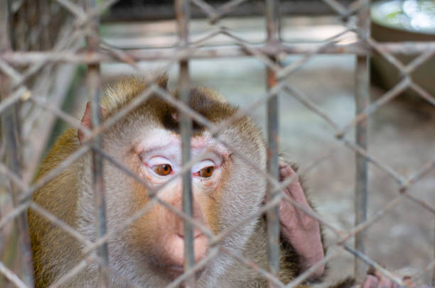 istock Picture of a monkey imprisoned in a cage 1790583760