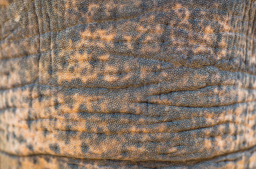 Surface of natural animal skin