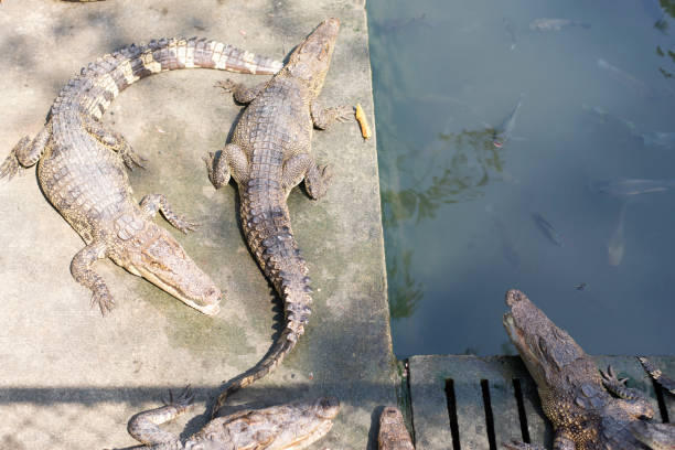 istock Freshwater crocodile raised for economic purposes 1790583801