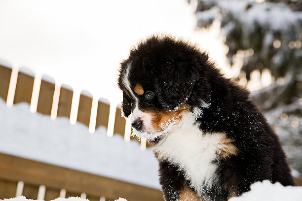 バーニーズマウンテンドッグ人形の上からお - dog snow bernese mountain dog paw ストックフォトと画像