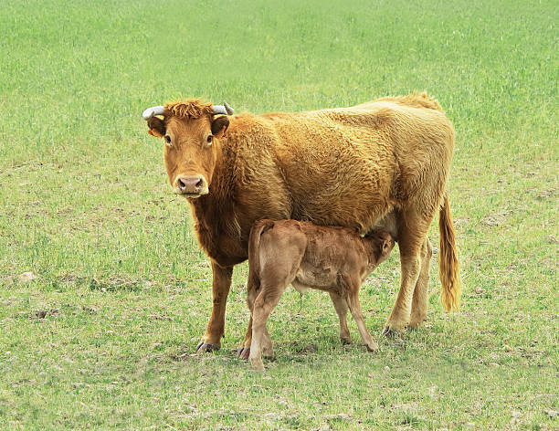 istock Mother daughter beef and veal 179058866