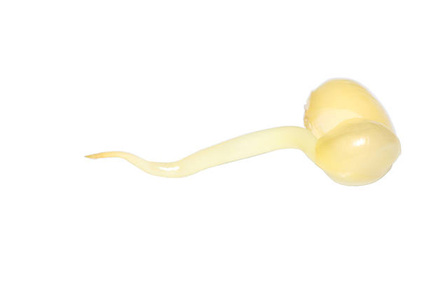 istock soya bean bud on the white background 179059048
