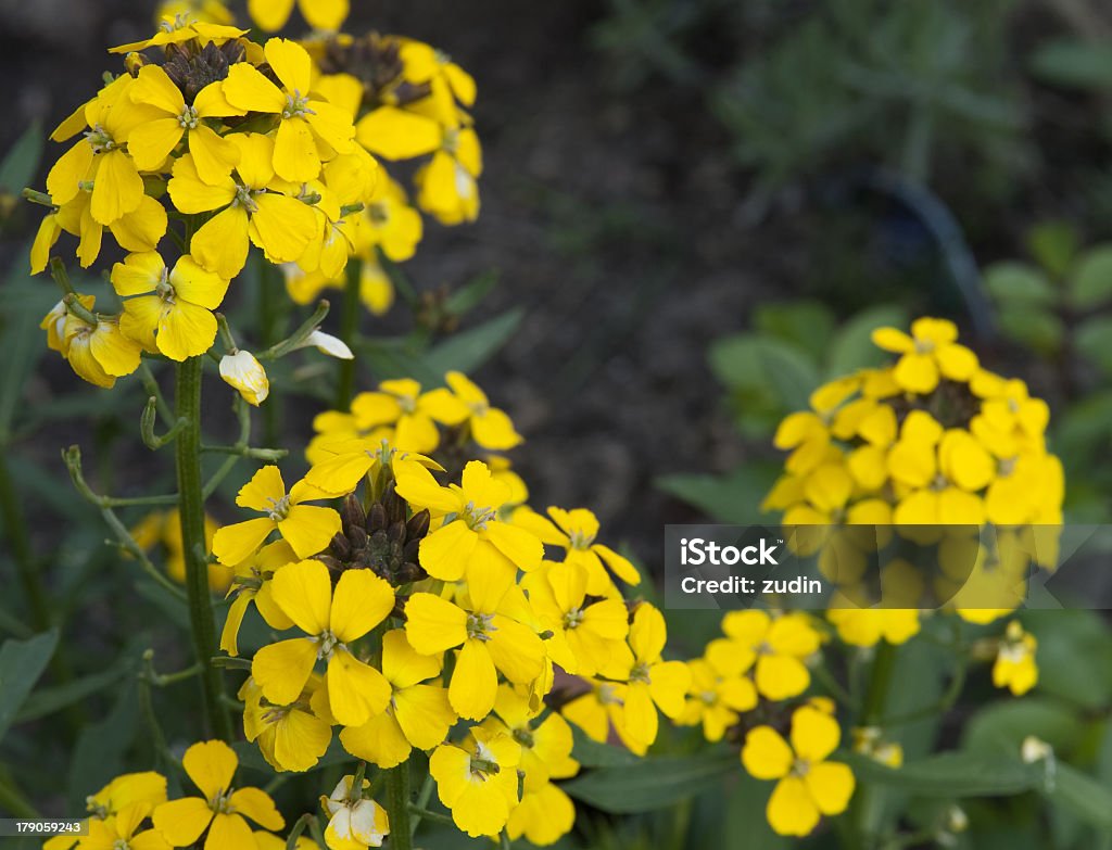 Amarillo de planta - Foto de stock de Agricultura libre de derechos