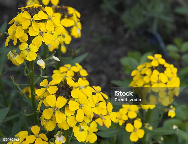 Amarillo De Planta Foto de stock y más banco de imágenes de Agricultura - Agricultura, Aire libre, Alemania