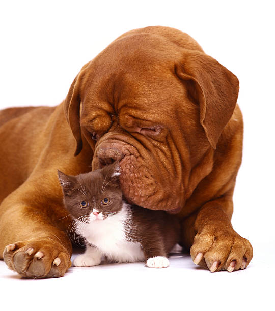 istock Mastiff from Bordeaux and a small kitten. 179059412