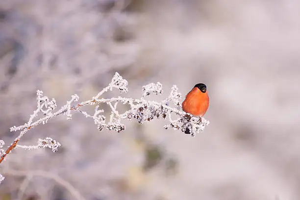 Bullfinch on a frosty branch