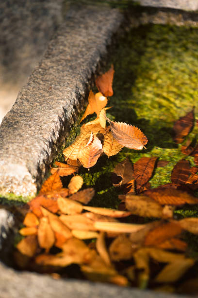 istock Fallen Leaves in the Spring Water 1790601120
