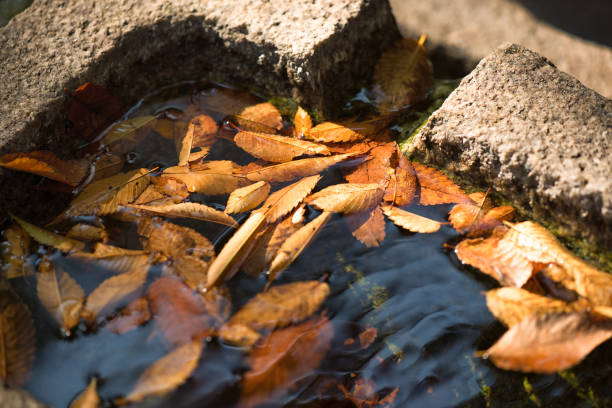 Fallen yellow leaves in puddle. Autumn background