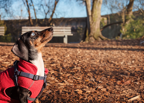 Side view of small puppy dog wearing a red winter coat and looking up. Fall or winter dog walking background. Also known as wiener dog, dachsie or sausage hound.