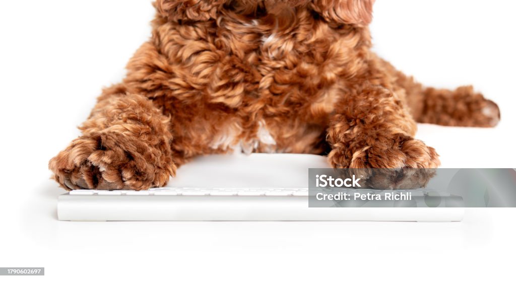Pet Using Computer Dog Using Computer Keyboard Stock Photo - Download Image Now - Animal ...