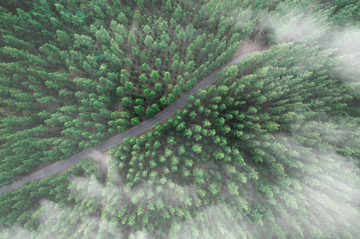 Aerial view of the green forest Natural landscape, pine forest on a mountain covered with fog clouds. and the intersection of adventure travel and transportation concepts.