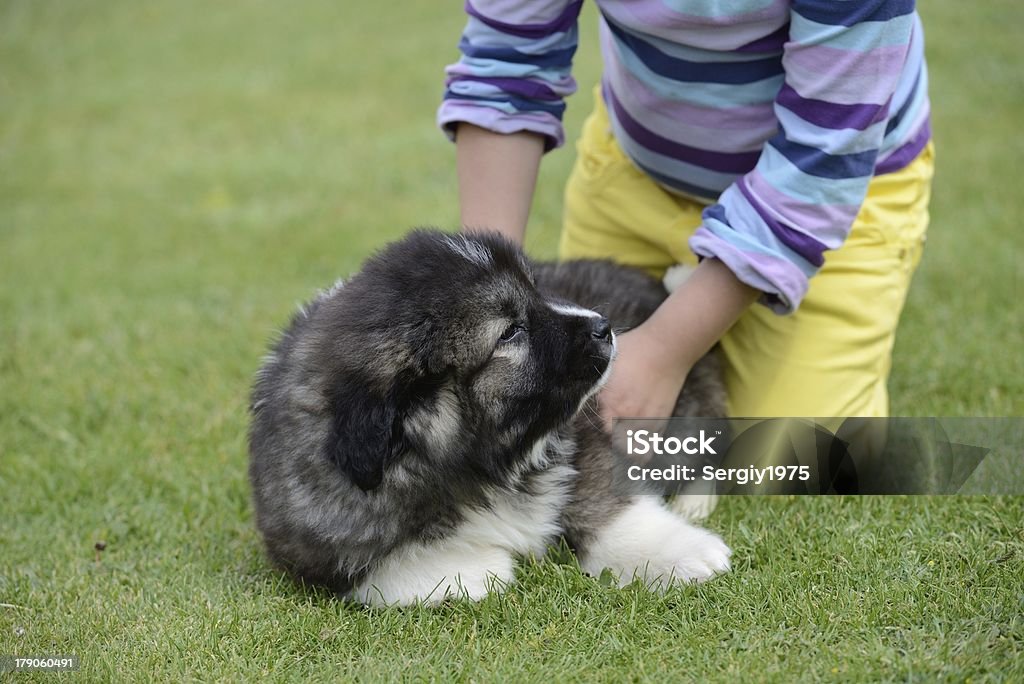 Bambina con il cucciolo di pastore caucasica - Foto stock royalty-free di Amicizia