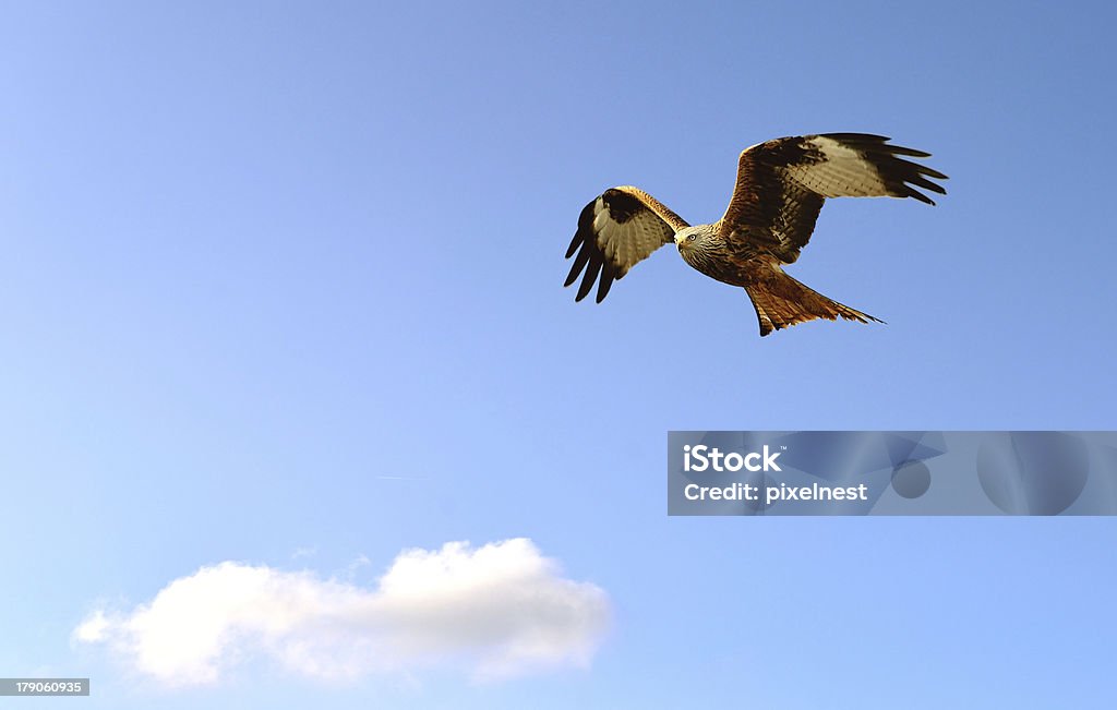 Red Kite im Flug - Lizenzfrei Blau Stock-Foto
