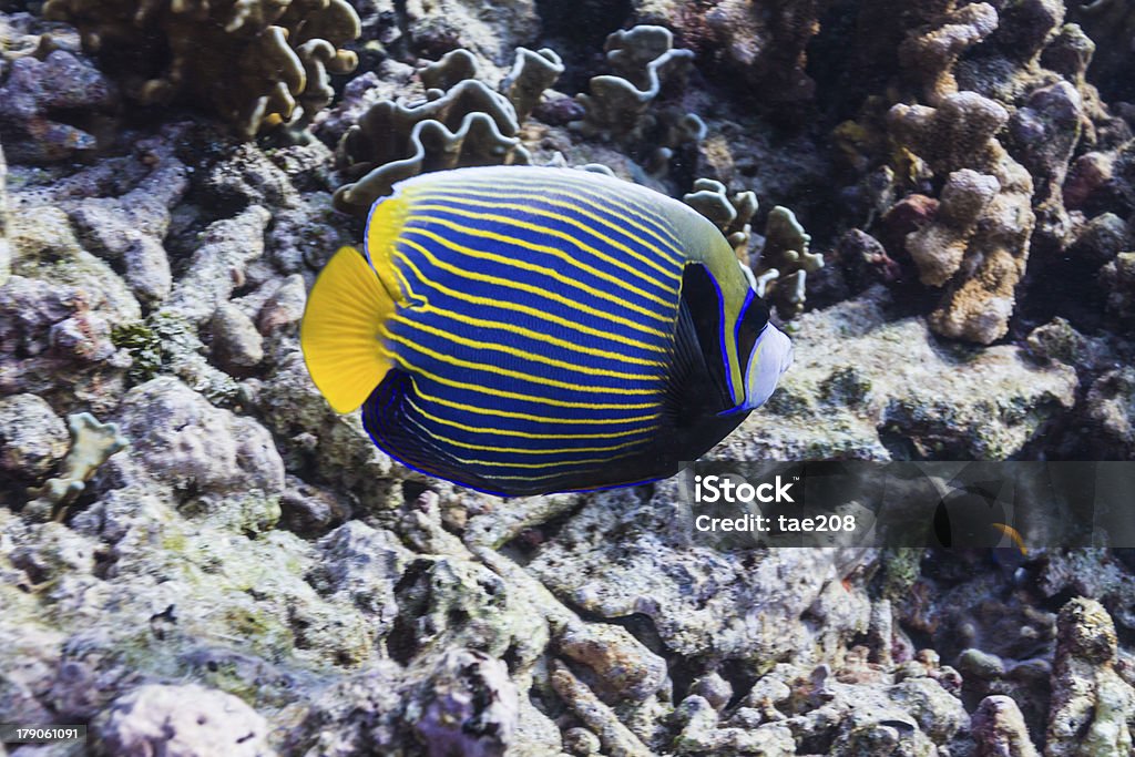 Pez ángel emperador - Foto de stock de Amarillo - Color libre de derechos