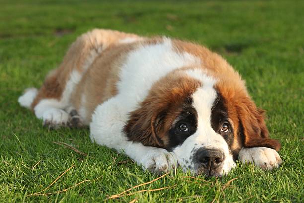 istock Saint Bernard Purebred Puppy 179061223