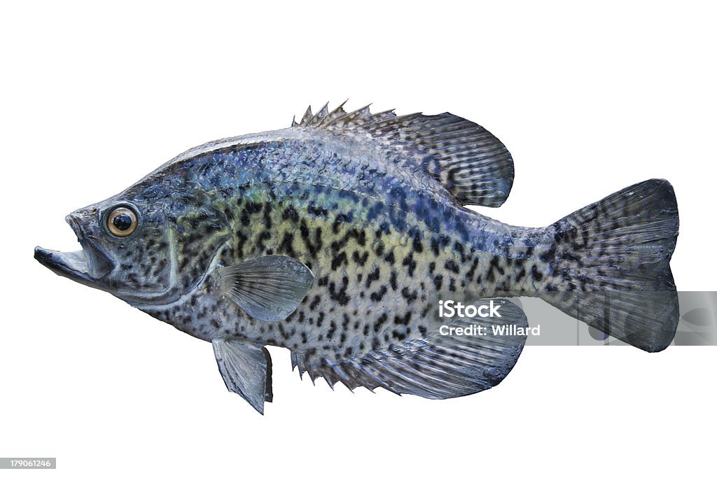 Crappie isolated on white Type of fish called a Crappie isolated on whiteMore fish isolated on white: Crappie - Fish Stock Photo