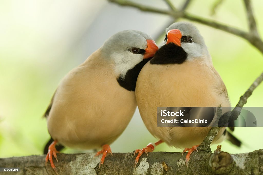 Linda pareja de aves - Foto de stock de Amarillo - Color libre de derechos