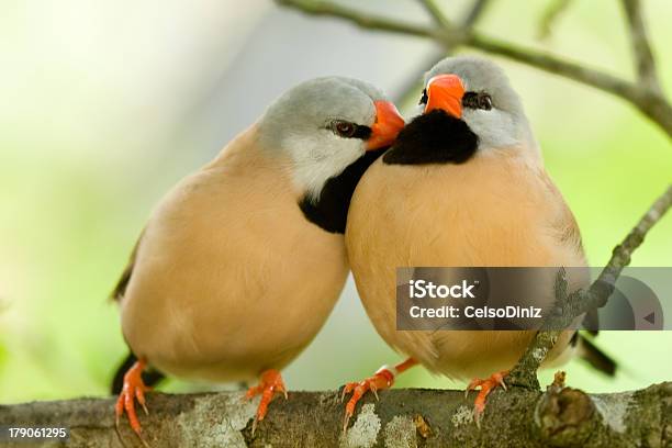 Foto de Belo Par De Pássaros e mais fotos de stock de Amarelo - Amarelo, Amor, Animal