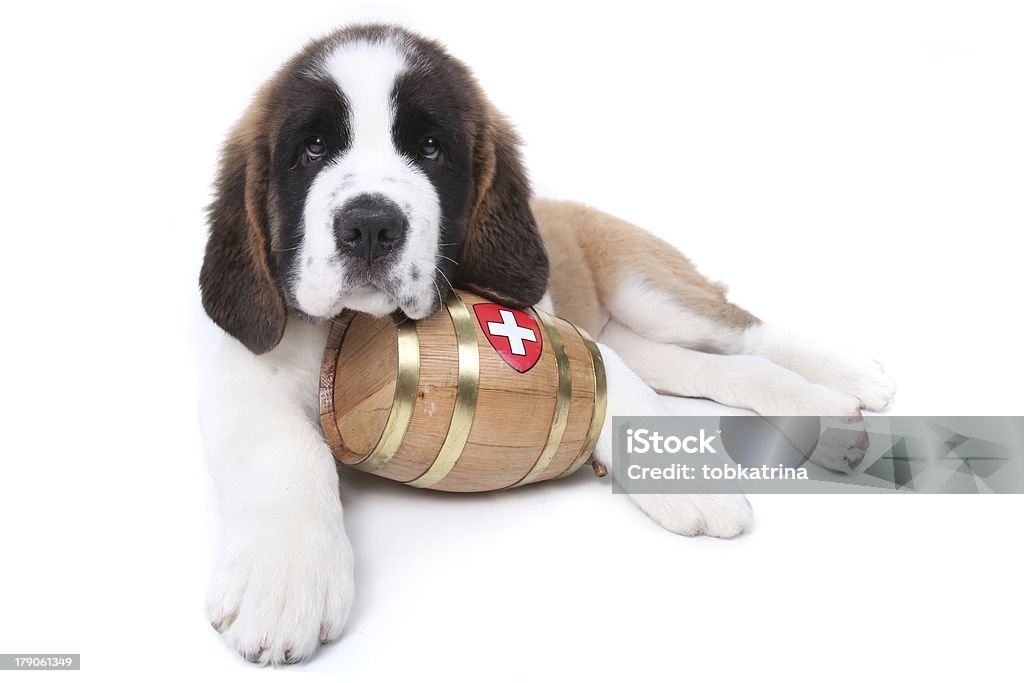 Fofo Saint Bernard cachorrinho com um cano em torno de resgate - Royalty-free São Bernardo Foto de stock