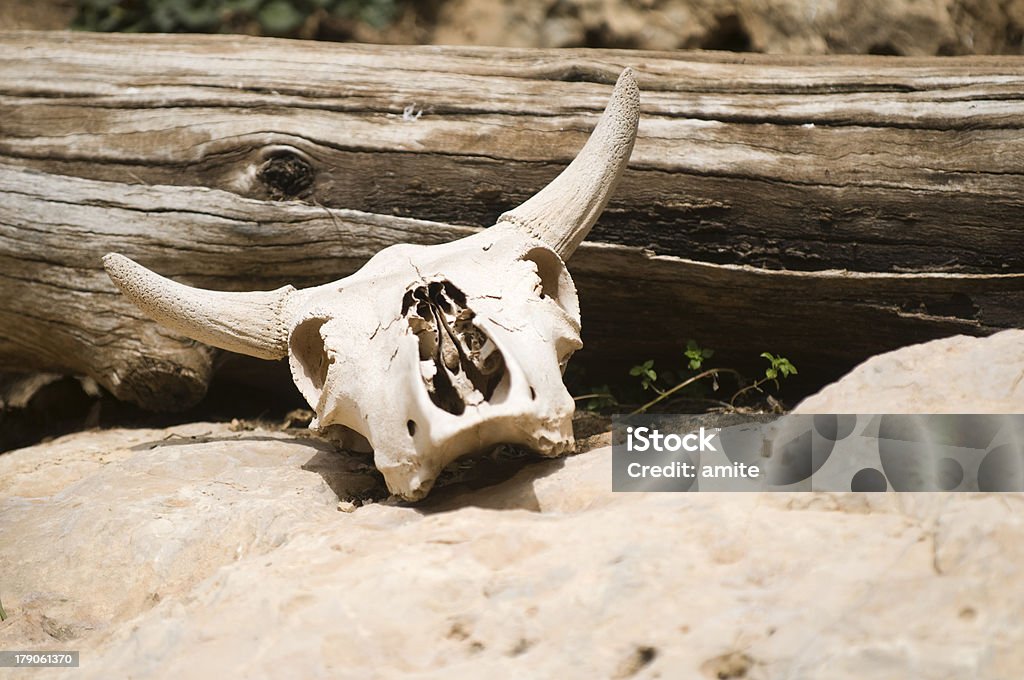 Crâne d'animal - Photo de Cornu libre de droits