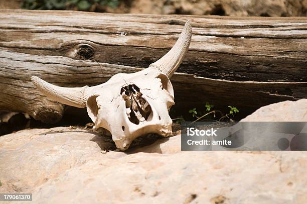 Cranio - Fotografie stock e altre immagini di Cornuto - Cornuto, Scheletro di animale, Texas