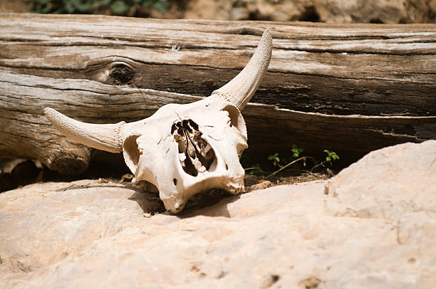 czaszka zwierzęcia - horned death dead texas longhorn cattle zdjęcia i obrazy z banku zdjęć