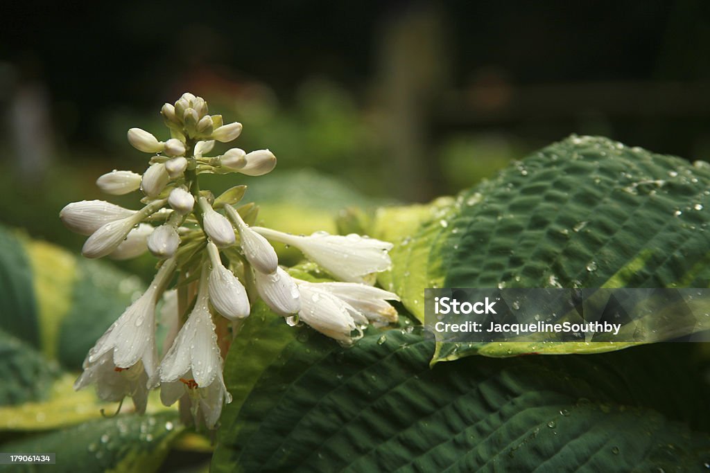 Hosta Depois da chuva - Foto de stock de Ajardinado royalty-free