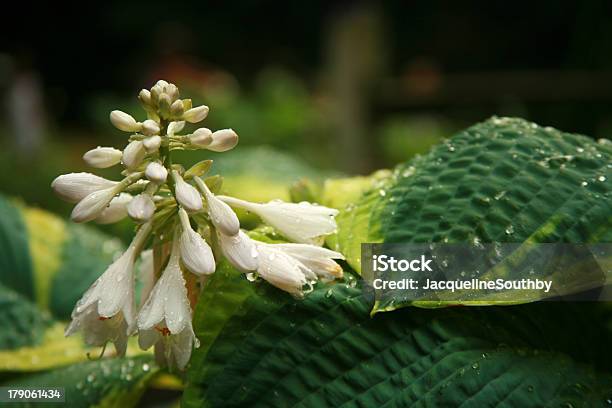 Foto de Hosta Depois Da Chuva e mais fotos de stock de Ajardinado - Ajardinado, Botão - Estágio de flora, Bouquet
