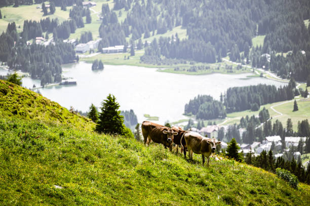 istock Summer in the swiss mountains 1790614413