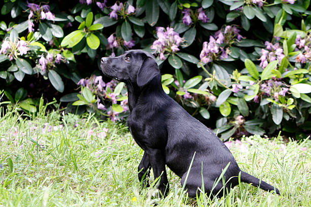 istock Black Labrador Retriever puppy 179061453