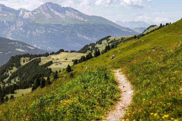istock Summer in the swiss mountains 1790614973