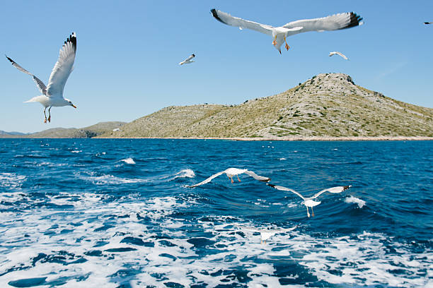 seagulls flying over a blue sky stock photo