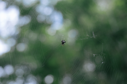 Golden orb spider in web