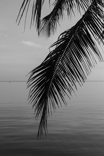 Serene view of the silhouette of a palm leaf hanging over the calm and serene ocean with skyline in the background.