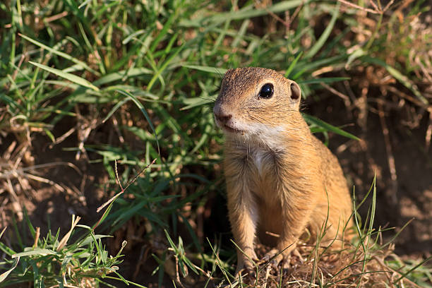 istock prairie dog in the grass 179061969