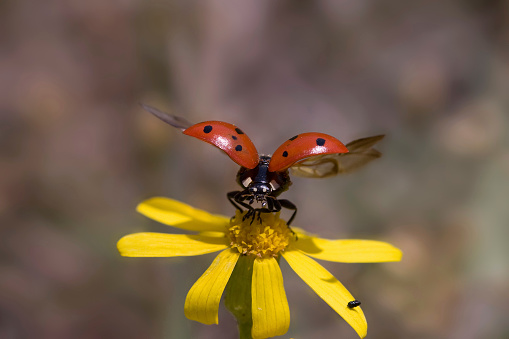 Harmonia axyridis 19 Spot Asian Ladybeetle Insect. Digitally Enhanced Photograph.